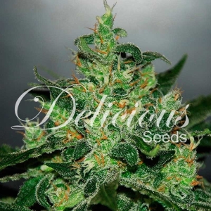 Critical Jack Herer Auto Hanfsamen