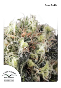 Snow Bud Hanfsamen