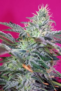 Sweet Cheese Auto Hanfsamen