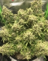 Old Mandarine auto