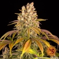 Lemon Tree