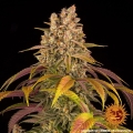 Lemon Tree