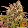 Lemon Tree
