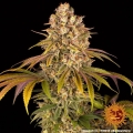 Lemon Tree