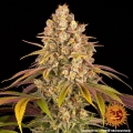 Lemon Tree