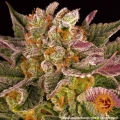 Mimosa x Orange Punch