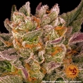 Mimosa x Orange Punch