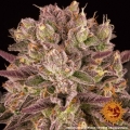 Mimosa x Orange Punch