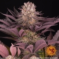 Mimosa x Orange Punch