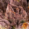 Mimosa x Orange Punch