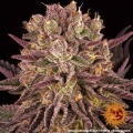 Mimosa x Orange Punch