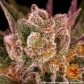 Mimosa x Orange Punch