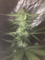 Big Devil #2 Auto