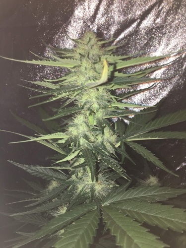 Big Devil #2 Auto
