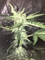 Big Devil #2 Auto