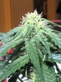 Big Devil #2 Auto