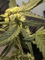 Big Devil #2 Auto