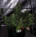Big Devil Auto