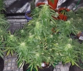 Big Devil Auto