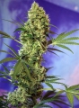 Big Devil Auto