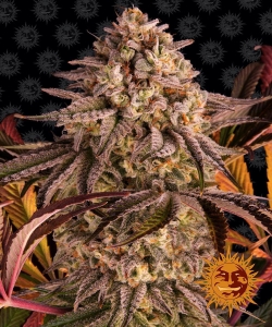 Blue Sunset Sherbert Hanfsamen