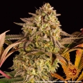 Blue Sunset Sherbert