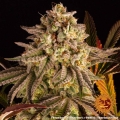 Blue Sunset Sherbert