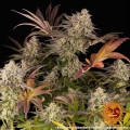 Blue Sunset Sherbert