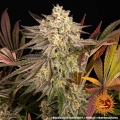 Blue Sunset Sherbert