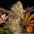 Blue Sunset Sherbert