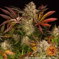 Blue Sunset Sherbert
