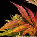 Blue Sunset Sherbert