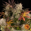 Blue Sunset Sherbert