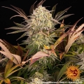 Blue Sunset Sherbert