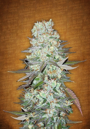 G14