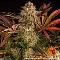 Blue Sunset Sherbert