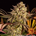 Blue Sunset Sherbert