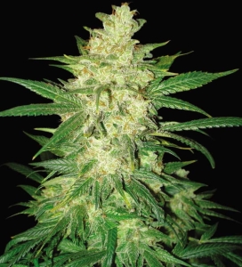 Sweet Coffee Ryder (Auto) Hanfsamen