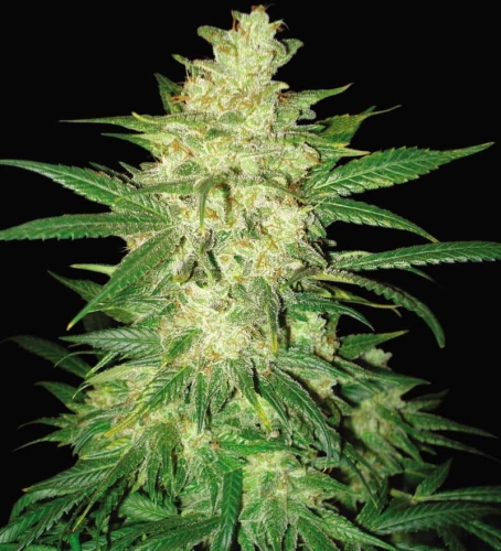 Sweet Coffee Ryder (Auto)
