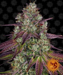 Mimosa EVO Hanfsamen