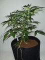 Big Devil XL Auto