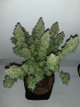 Big Devil XL Auto