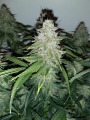 Big Devil XL Auto