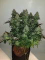 Big Devil XL Auto