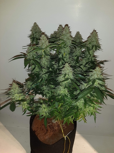 Big Devil XL Auto
