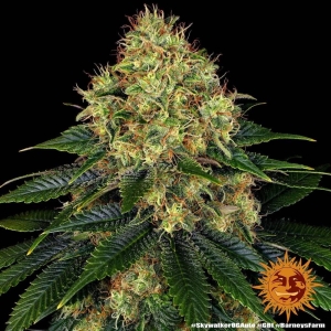Skywalker OG Auto Hanfsamen