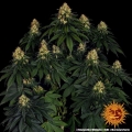 Skywalker OG Auto