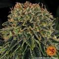 Skywalker OG Auto