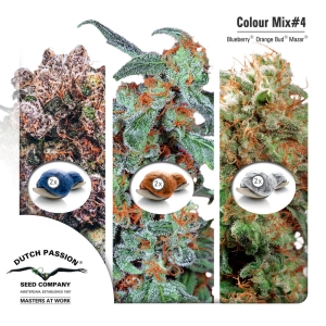 Colour Mix 4 Hanfsamen
