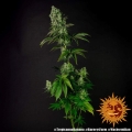 Tropicanna Banana